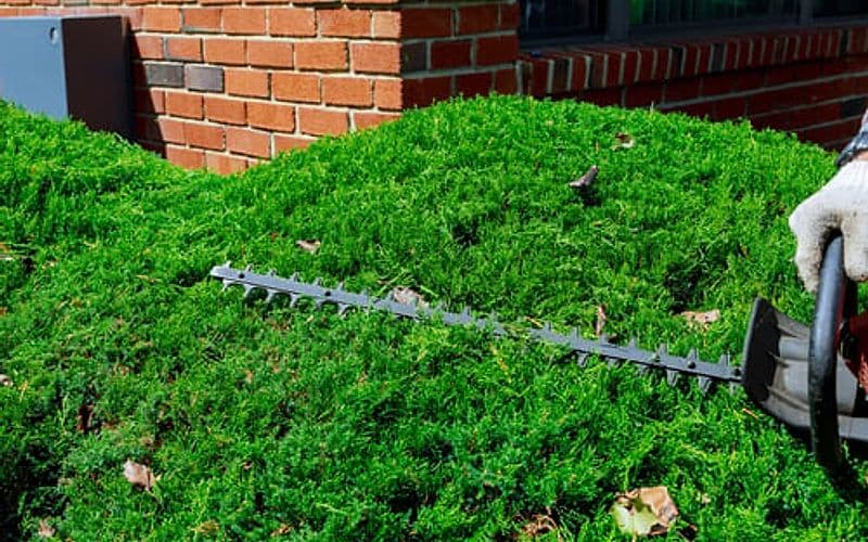Hedge being trimmed to a clean line during routine garden maintenance on a residential property